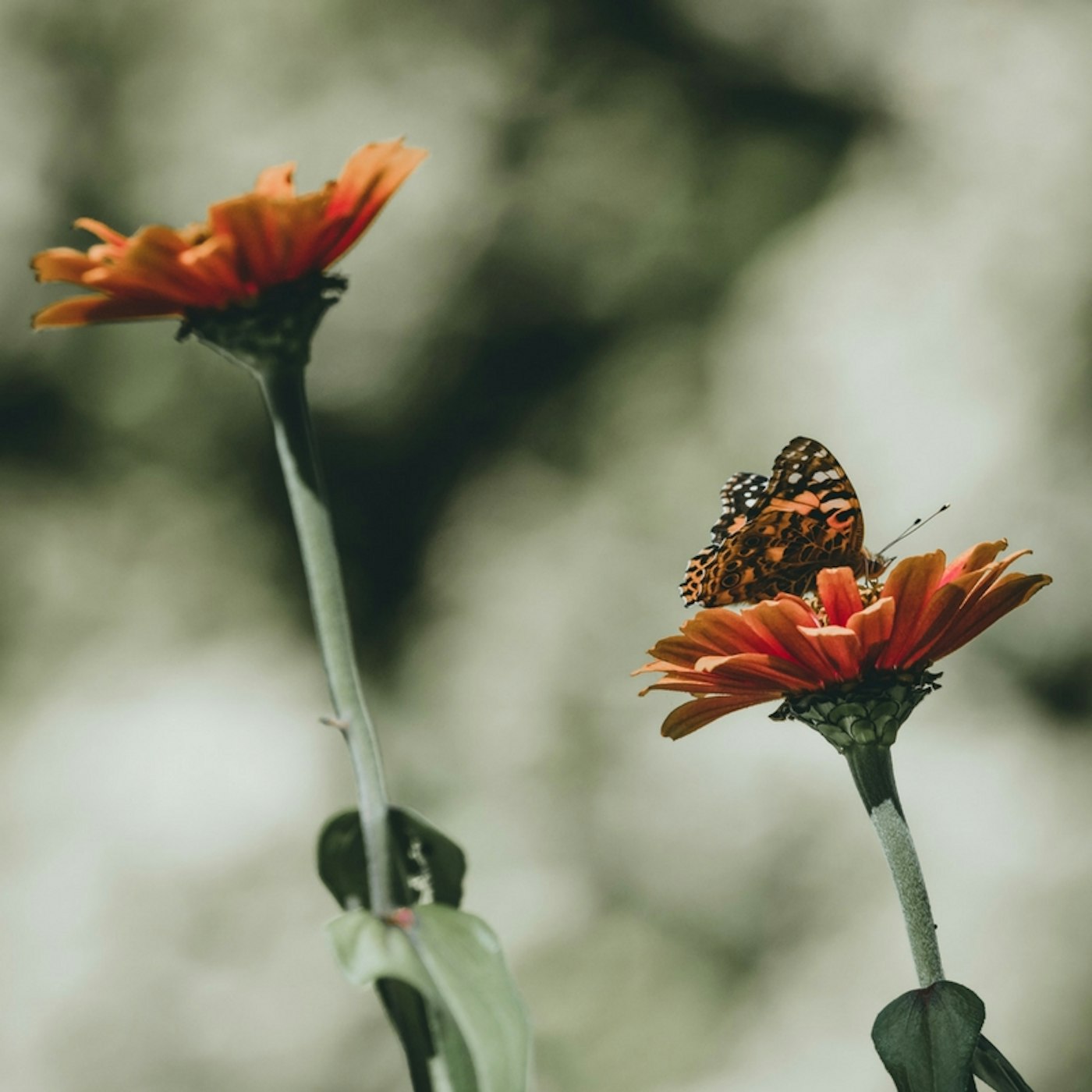 What Butterflies The Quran And Comfort Zones Taught Me About Self