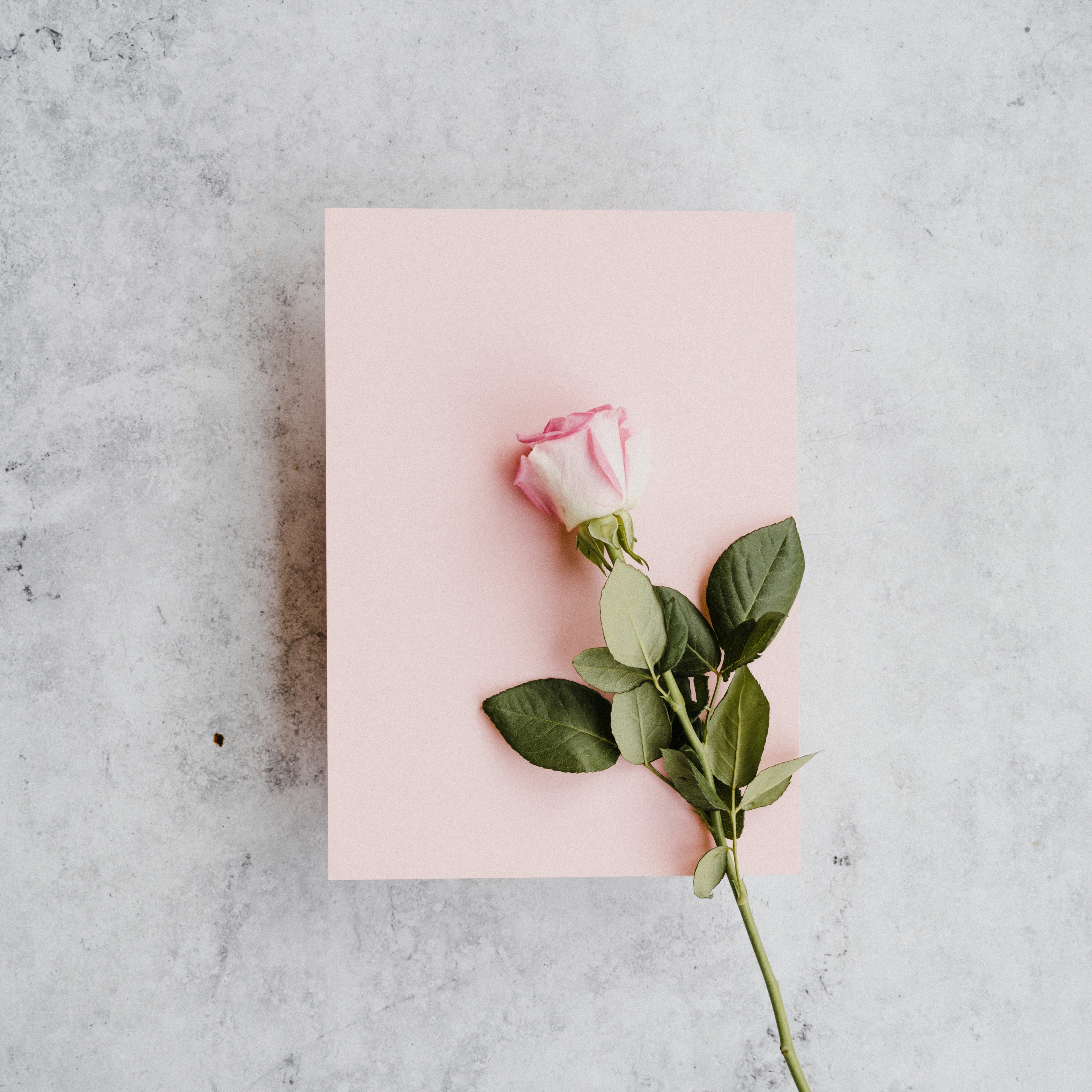 a soft pink cardstock paper on a marbled background, with a single stem of a light pink rose on it depicting love and romance for How We Met Muslim Love Stories.