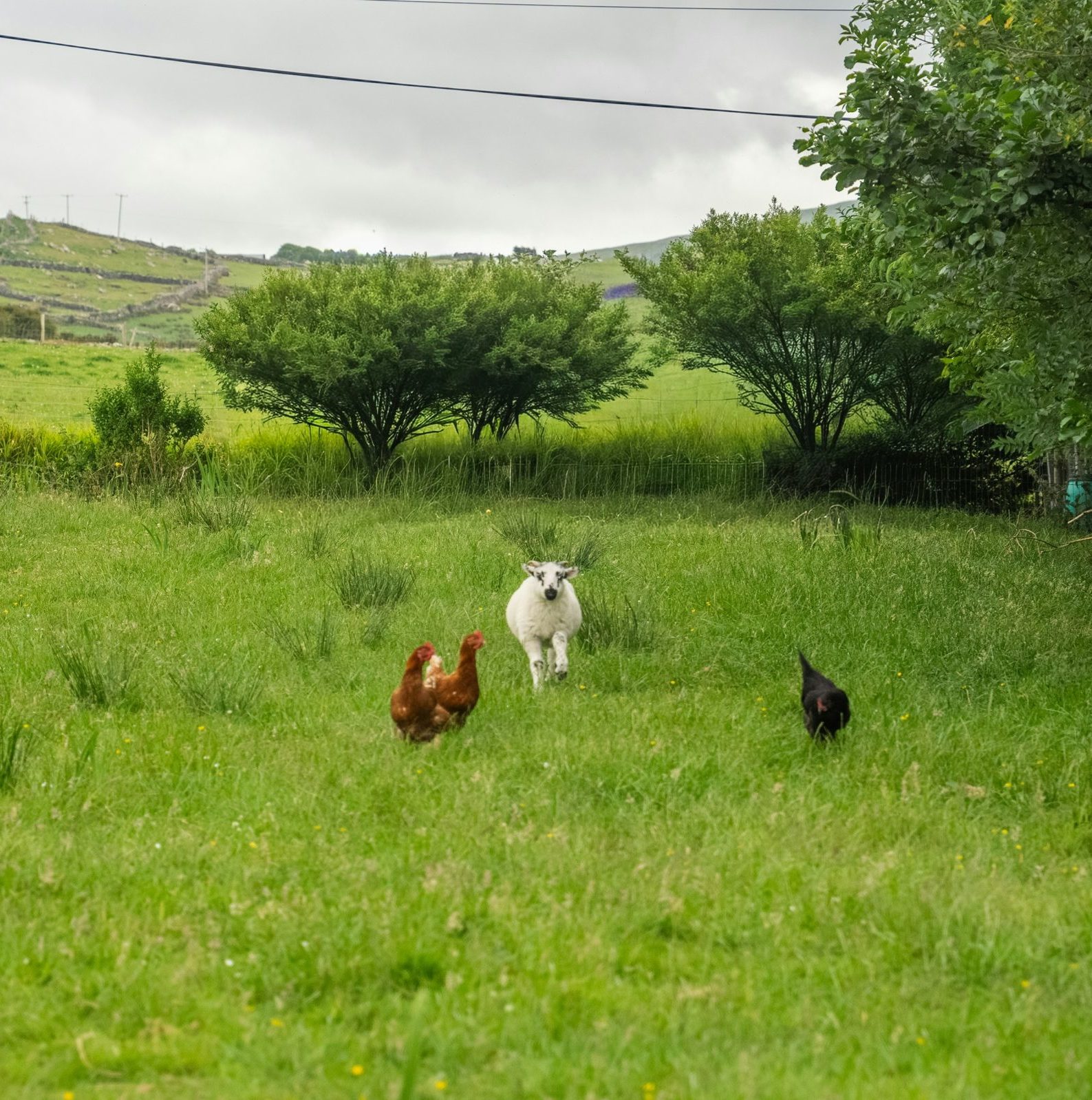 organic free range farm showing 2 chickens and 1 lamb frolicking around