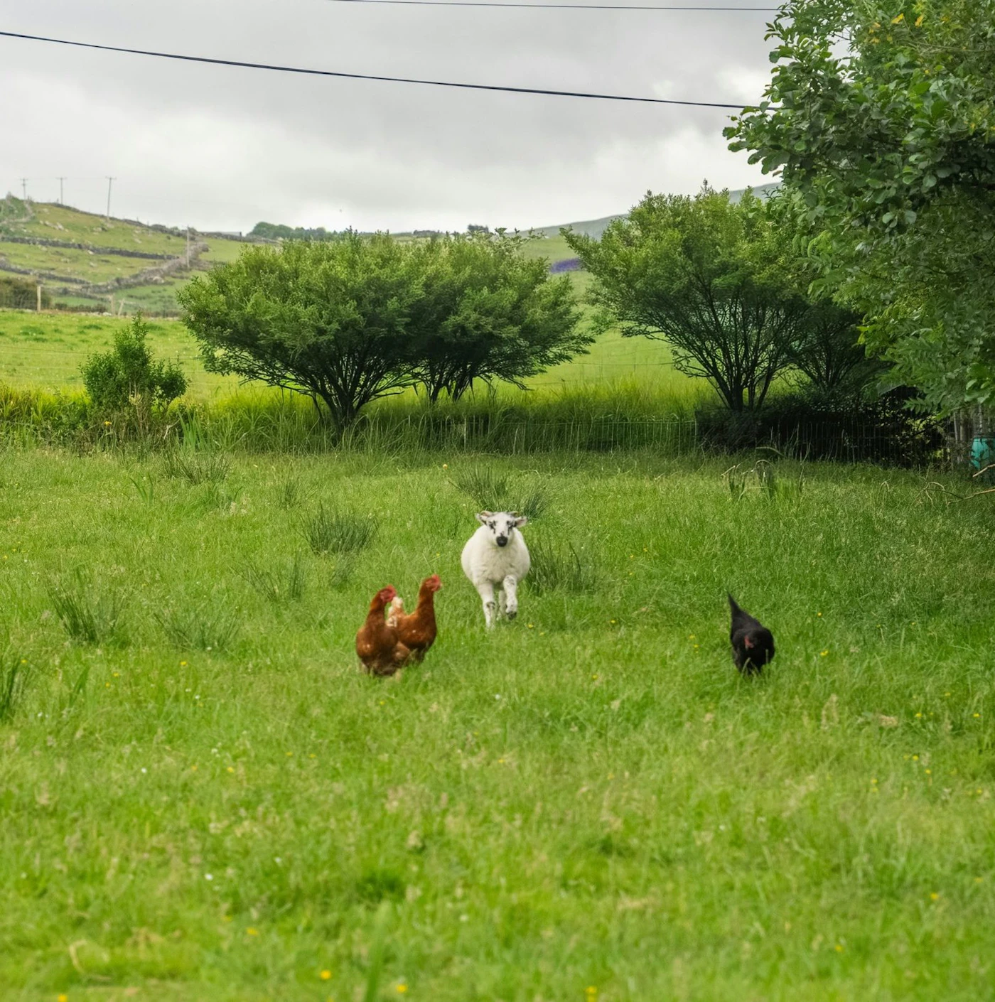 organic free range farm showing 2 chickens and 1 lamb frolicking around