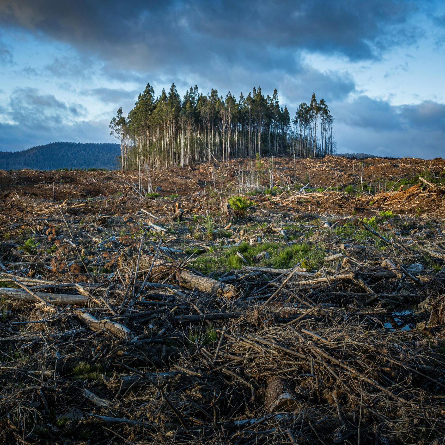 Image shows burnt trees, heatwave, climate change, drought, food shortage, local produce